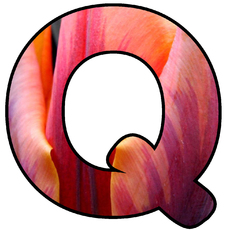 Deko-Buchstaben-Tulpe_Q.jpg